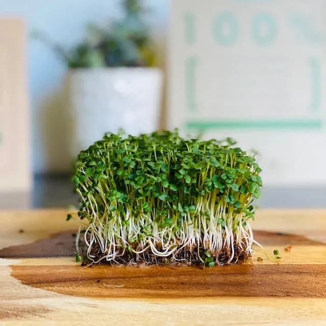 Arugula