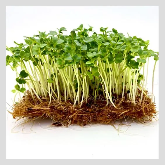 Kale