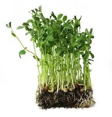 Pea Shoots