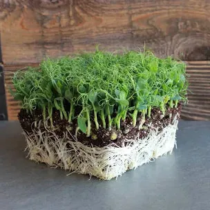 Pea Tendrils