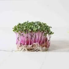 Red Cabbage