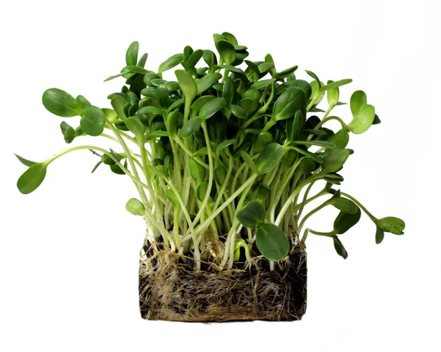 Harvest Box microgreens